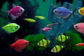 glofish-pesci-fluorescenti