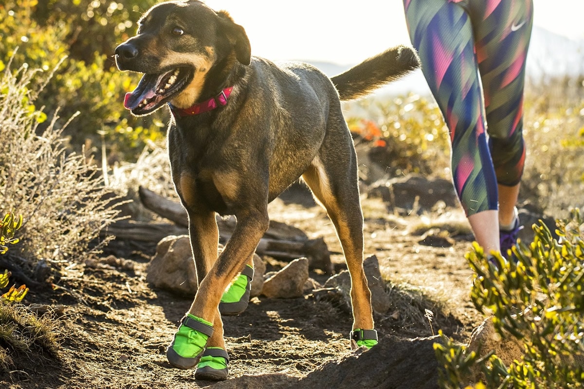 Scarpe da outdoor per cani