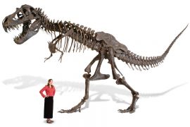 Scheletro di T-Rex in scala 1:1